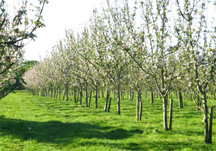 O'Callaghan orchards in Longueville
